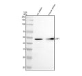 Anti-LSP1 Rabbit Monoclonal Antibody
