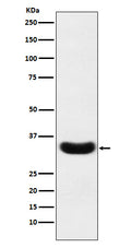 Western blot analysis of Scramblase 1 expression in A431 cell lysate.