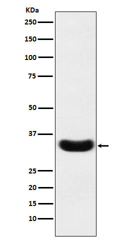 Western blot analysis of Scramblase 1 expression in A431 cell lysate.