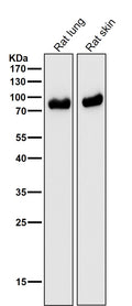 All lanes use the Antibody at 1:3K dilution for 1 hour at room temperature.