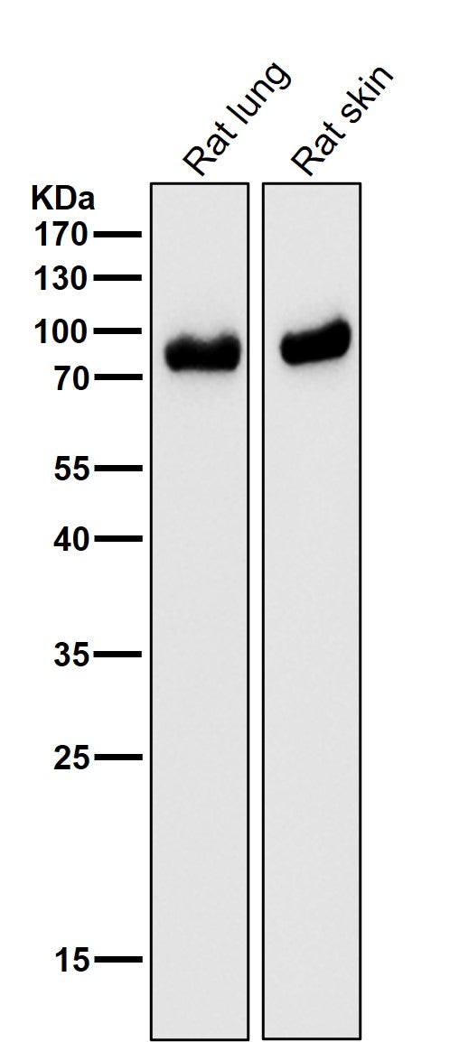 All lanes use the Antibody at 1:3K dilution for 1 hour at room temperature.