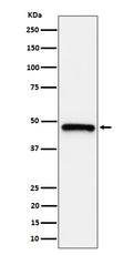 Western blot analysis of ING1 expression in HeLa cell lysate.