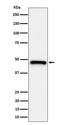 Western blot analysis of ING1 expression in HeLa cell lysate.
