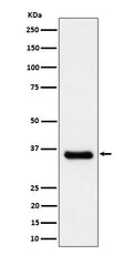 Western blot analysis of Cyclin H/p34 expression in A431 cell lysate.