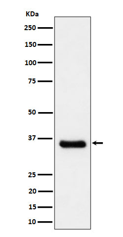 Western blot analysis of Cyclin H/p34 expression in A431 cell lysate.
