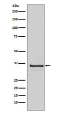 Western blot analysis of Cyclin H expression in HeLa cell lysate.