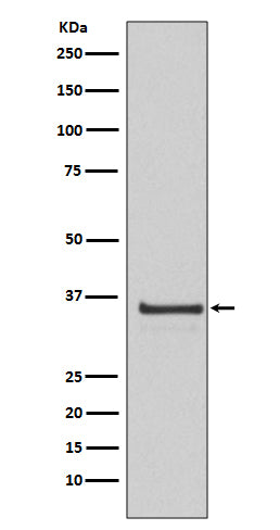 Western blot analysis of Cyclin H expression in HeLa cell lysate.