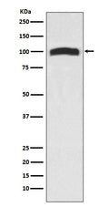 Western blot analysis of VAV2 expression in 293T cell lysate.