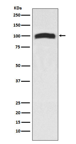 Western blot analysis of VAV2 expression in 293T cell lysate.
