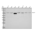 Anti-RGAP1 Rabbit Monoclonal Antibody