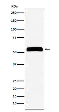 Western blot analysis of IMPDH2 expression in HeLa cell lysate.
