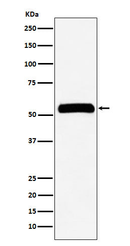 Western blot analysis of IMPDH2 expression in HeLa cell lysate.