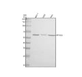 Anti-Calcineurin A Rabbit Monoclonal Antibody