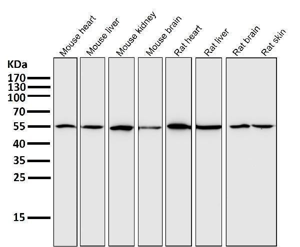Anti-xCT Rabbit Monoclonal Antibody