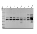 Anti-CDC34/Ubch3 Rabbit Monoclonal Antibody
