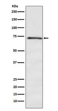 Western blot analysis of DOK1 expression in K562 cell lysate.