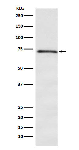 Western blot analysis of DOK1 expression in K562 cell lysate.