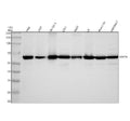 Anti-USP14 Rabbit Monoclonal Antibody