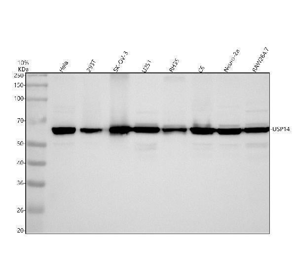 Anti-USP14 Rabbit Monoclonal Antibody