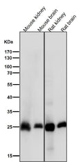 All lanes use the Antibody at 1:3K dilution for 1 hour at room temperature.