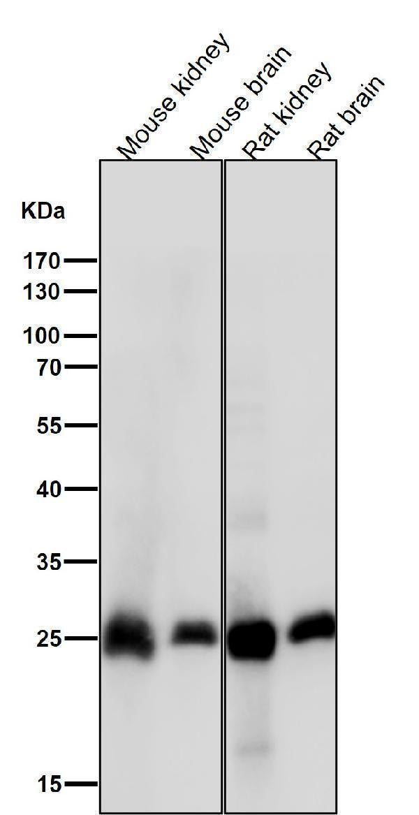 All lanes use the Antibody at 1:3K dilution for 1 hour at room temperature.