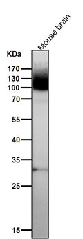 Anti-mGluR1 GRM1 Rabbit Monoclonal Antibody