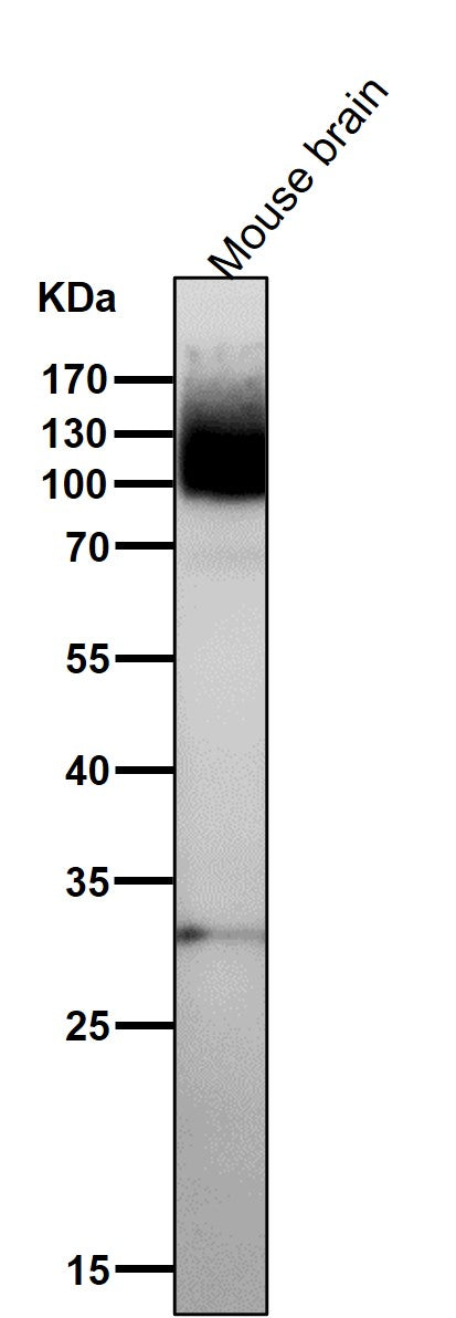 Anti-mGluR1 GRM1 Rabbit Monoclonal Antibody