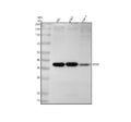 Anti-PIM2 Rabbit Monoclonal Antibody