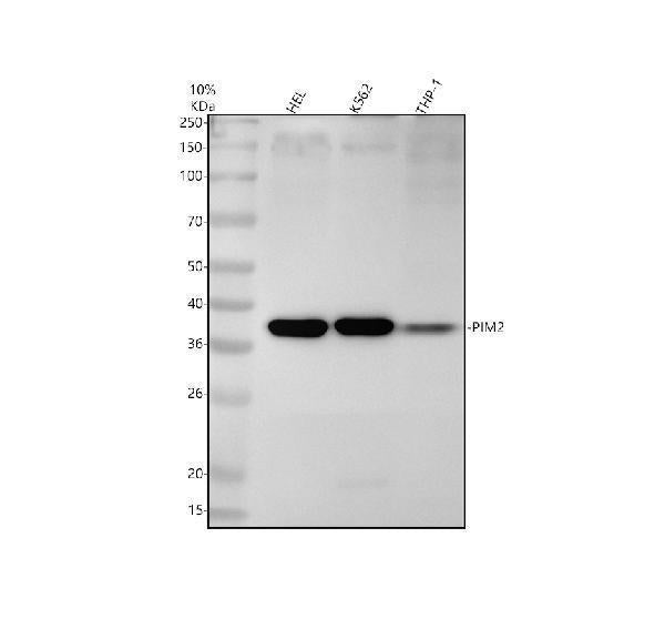 Anti-PIM2 Rabbit Monoclonal Antibody