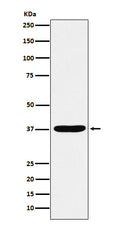 Western blot analysis of AKR1C1/AKR1C2 expression in HepG2 cell lysate.