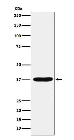 Western blot analysis of AKR1C1/AKR1C2 expression in HepG2 cell lysate.