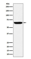 Western blot analysis of GBP1 expression in HeLa cell lysate.