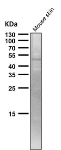 All lanes use the Antibody at 1:1K dilution for 1 hour at room temperature.