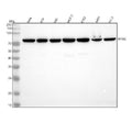 Anti-MTA2 Monoclonal Antibody
