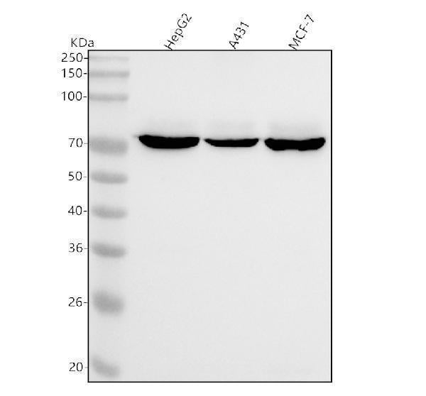 Anti-ZBTB7A Rabbit Monoclonal Antibody