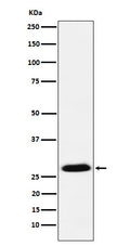 Western blot analysis of GSC expression in MCF7 cell lysate.
