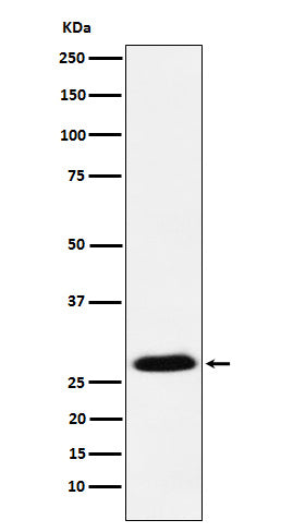 Western blot analysis of GSC expression in MCF7 cell lysate.