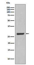 Western blot analysis of AQP5 expression in SW480 cell lysate.