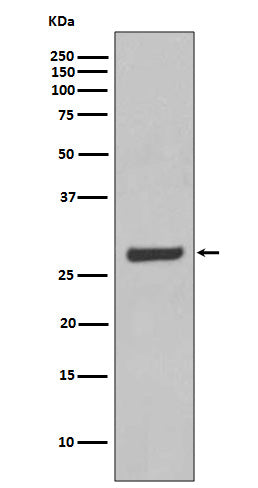 Western blot analysis of AQP5 expression in SW480 cell lysate.