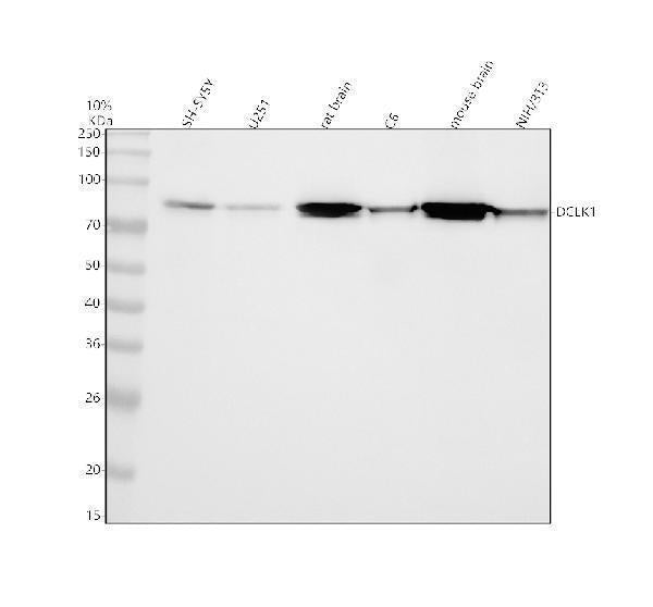 Anti-DCAMKL1 Rabbit Monoclonal Antibody