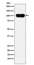 Western blot analysis of FE65 expression in SH-SY5Y cell lysate.