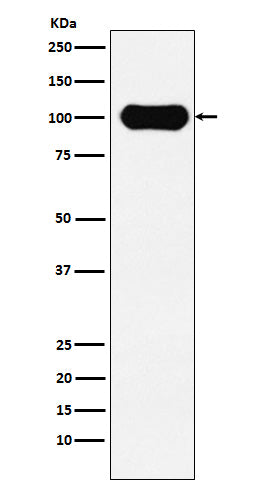 Western blot analysis of FE65 expression in SH-SY5Y cell lysate.