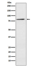 Western blot analysis of ELMO1 expression in Jurkat cell lysate.