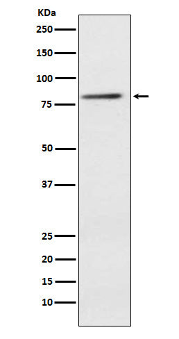Western blot analysis of ELMO1 expression in Jurkat cell lysate.