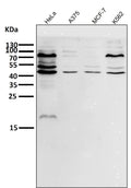 All lanes use the Antibody at 1:500 dilution for 1 hour at room temperature.