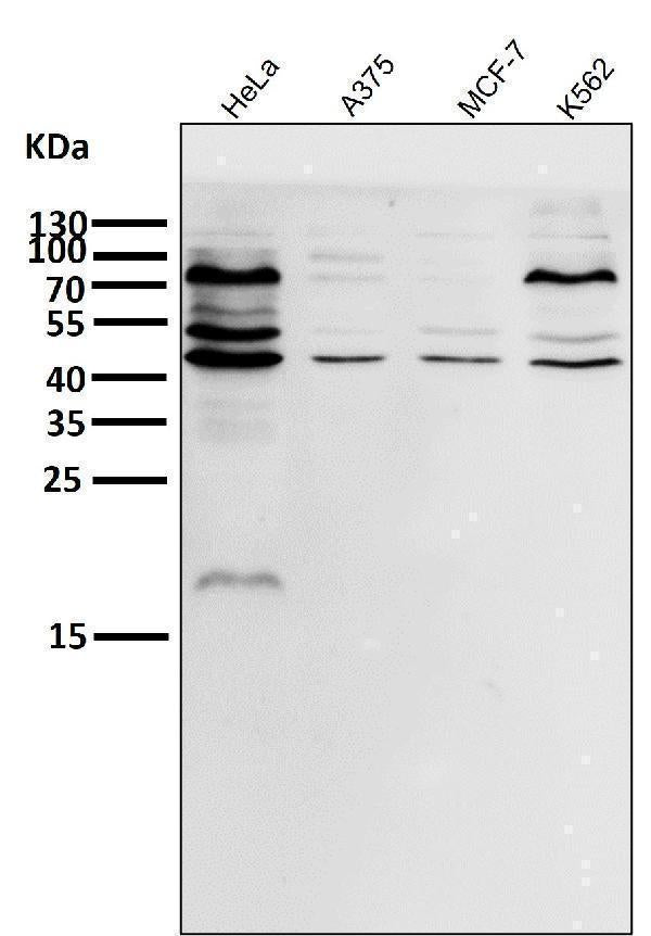 All lanes use the Antibody at 1:500 dilution for 1 hour at room temperature.