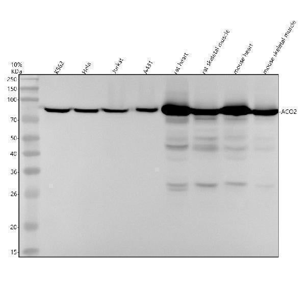 Anti-Aconitase 2 Rabbit Monoclonal Antibody
