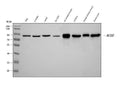 Anti-Aconitase 2 Antibody Picoband® (monoclonal, 4C12D1)