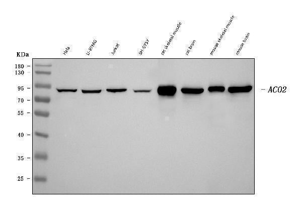 Anti-Aconitase 2 Antibody Picoband® (monoclonal, 4C12D1)