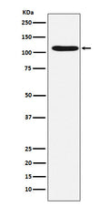 Western blot analysis of HIRA expression in HeLa cell lysate.